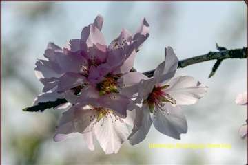 Manto de tonos blancos y rosas en Gran Canaria (Reportaje gráfico de Ildefonso Rodríguez)